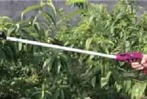 荔枝采果后怎么施肥