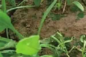 菠菜猝倒病症状及防治方法