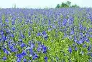桔梗的种植季节 中药桔梗高产栽培技术