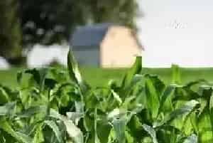 玉米要怎样除草？玉米除草有药物吗