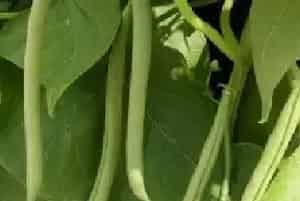 四季豆病虫害的药剂防治方法