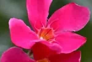 夹竹桃科沙漠玫瑰种子种植方法有哪些？为什么叶子会发黄？什么时候播种？
