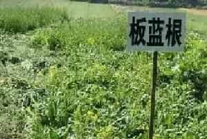 中药材种植5大风险