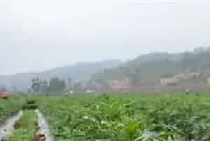 万寿菊施肥技巧及用量注意事项