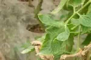 蔬菜疫霉病的用药方案