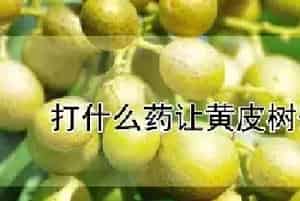 打什么药让黄皮树开花