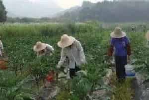 茄子盛夏期追肥注意什么