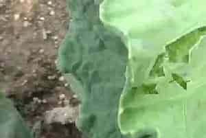 甘蓝病害的防治要点