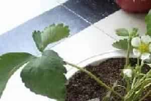 家庭种植蔬菜虫害杀虫剂用什么