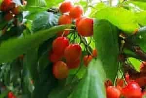 樱桃怎么防治果蝇？防治药剂打什么