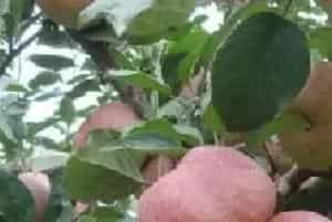 苹果套袋前喷药应该注意什么