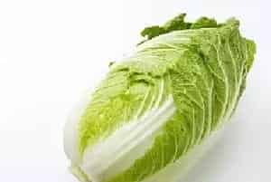 白菜常见病害的防治方法介绍