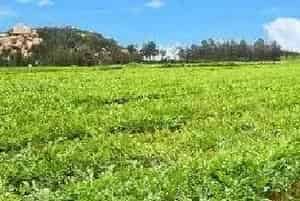 瓜苗对哪些农药比较敏感？如何防治药害？