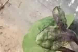 如何预防棚室蔬菜激素类药害