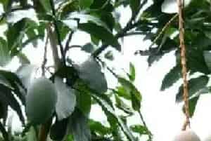 芒果果实黑小是什么病？用什么药防治