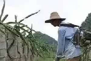 草甘膦农田果园除草使用方法及药害补救措施