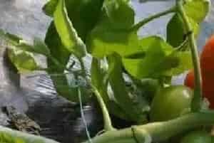 果实出现药害的表现有哪些？