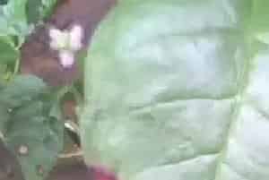 木耳菜蛇眼病的分辨及防治方法