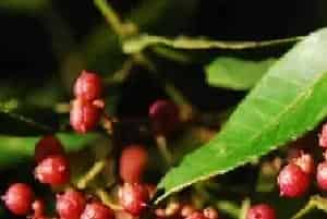 花椒蚜虫防治农药，打什么药效果好？