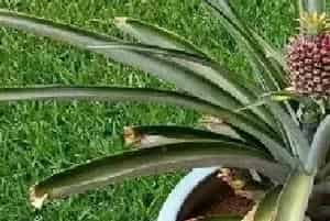 盆栽菠萝怎么浇水施肥