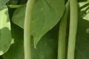 四季豆病虫害的药剂防治方法