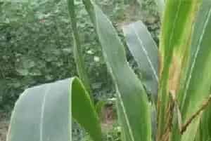玉米叶片有核状病斑是什么病？怎么防治打什么药物