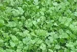 香菜种植技巧及预防肥害的方法