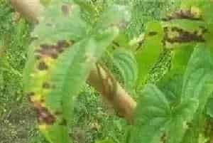 山药烂种死苗原因及解决方法