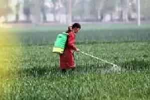 小麦除草什么时候打药合适？