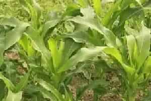 玉米除草剂的使用注意事项