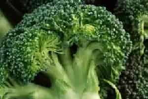 花椰菜施肥和肥水管理