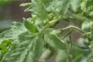 番茄病毒病打什么药？什么时候打