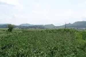 农村山区适合种植哪些中药材？有钱景的药材介绍