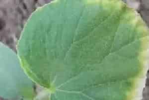 蔬菜发生药害后，还能补救么？
