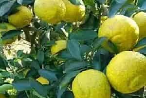 黄金贡柚杂草除留及药剂除草介绍