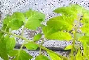 药剂混用造成蔬菜药害怎么办？