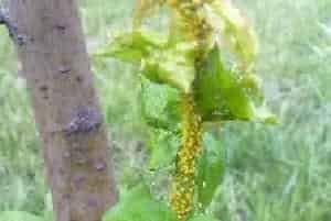 苹果黄蚜发生时间及防治药剂介绍