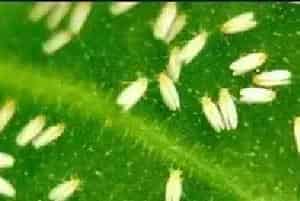 黄瓜白粉虱的生物、药剂防治方法