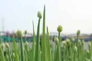 大蒜如何种植施肥？
