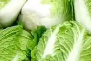白菜主要病虫害防治事项指南