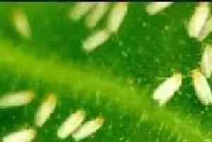 黄瓜白粉虱的生物、药剂防治方法