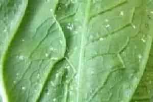 白菜叶面有灰褐色油渍状是什么病？怎么防治
