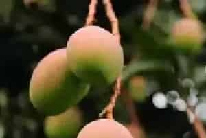 芒果叶芽枯死是什么病害？防治措施介绍