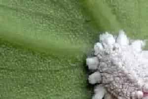 介壳虫用什么药剂防治最好？