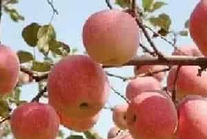 种苹果病虫害中后期防治