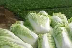大白菜病毒病症状、传播途径及防治技巧介绍