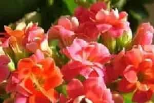 长寿花好养吗？浇水施肥措施介绍