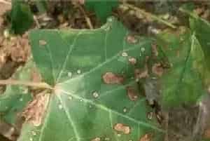棉花药害的补救方法