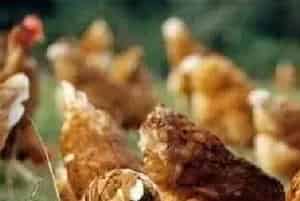 白菜子叶背面有白色霉层什么病？怎么防治