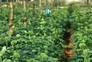 云南白药种植方法